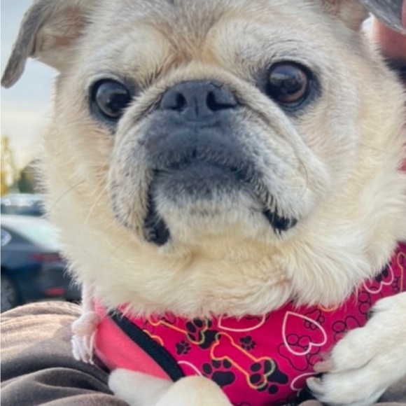 Meet your Posher, Deb - Picture 3 of 5